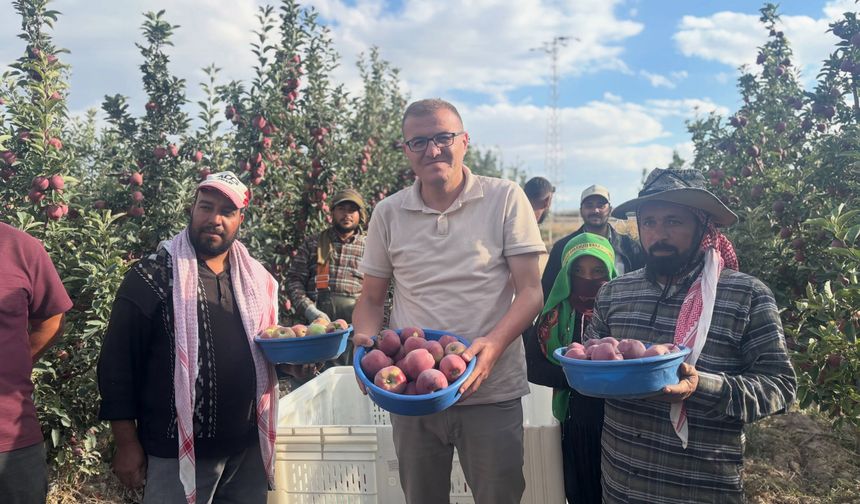 Bor'da altın sarısı elmalarda hasat mesaisi