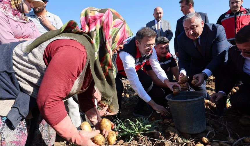 Niğde’de yerli patates çeşitlerinin hasadı yapıldı
