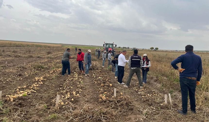 Patates Araştırma Enstitüsü’nden Konya’da hasat çalışması