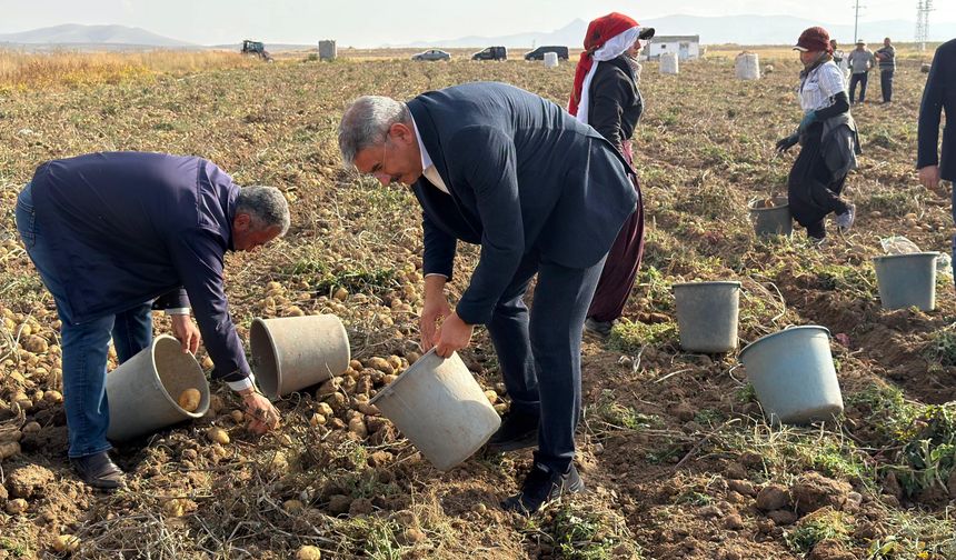 Uzkurt, Karaatlı’da patates hasadına katıldı