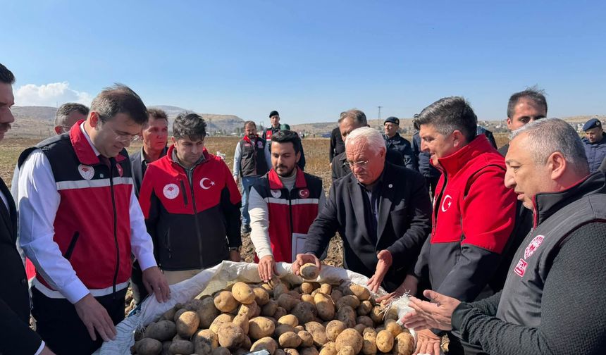 Yerli ve milli patates çeşitleri hasat edildi