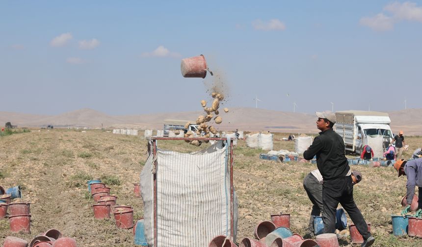 Niğde’nin patates üretiminde yerli tohum arayışı
