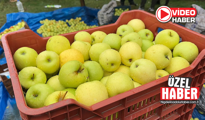 Niğde’de elma hasadı başladı