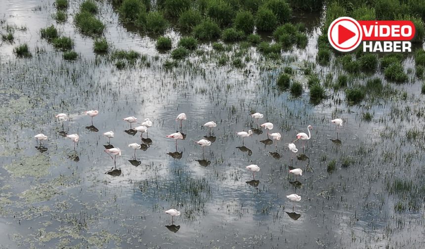 Flamingoların Uğrak Noktası Akkaya Barajı Doğaseverleri Bekliyor