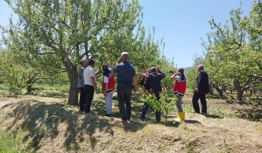 Niğde’de zarar gören bahçelerde hasar tespit çalışmaları başladı