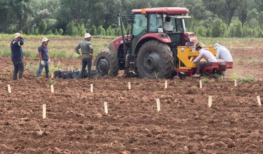 Patates Islah Çalışmalarında Önemli Adım: Kayseri'de Deneme Dikimleri Tamamlandı