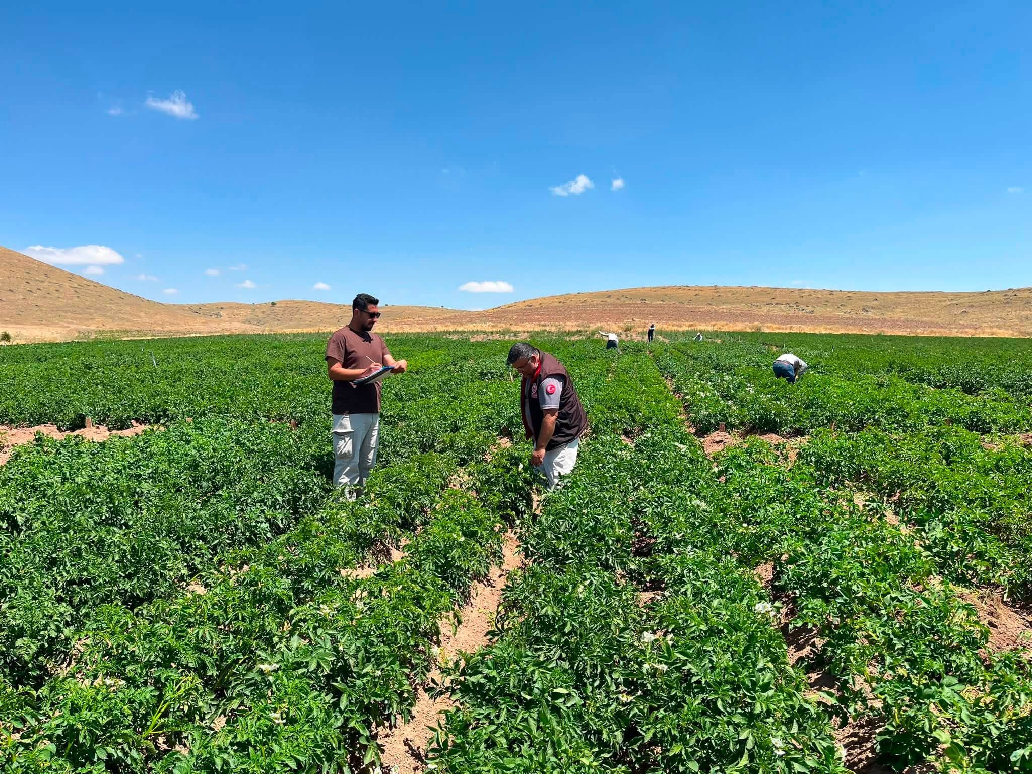 Niğde'de yeni patates çeşitleri için saha mesaisi sürüyor