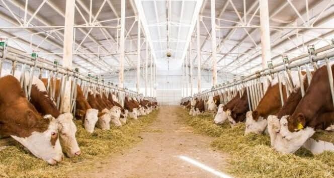 Çiftçilere büyük müjde! Milyonlarca liralık ödeme hesaplara geçiyor