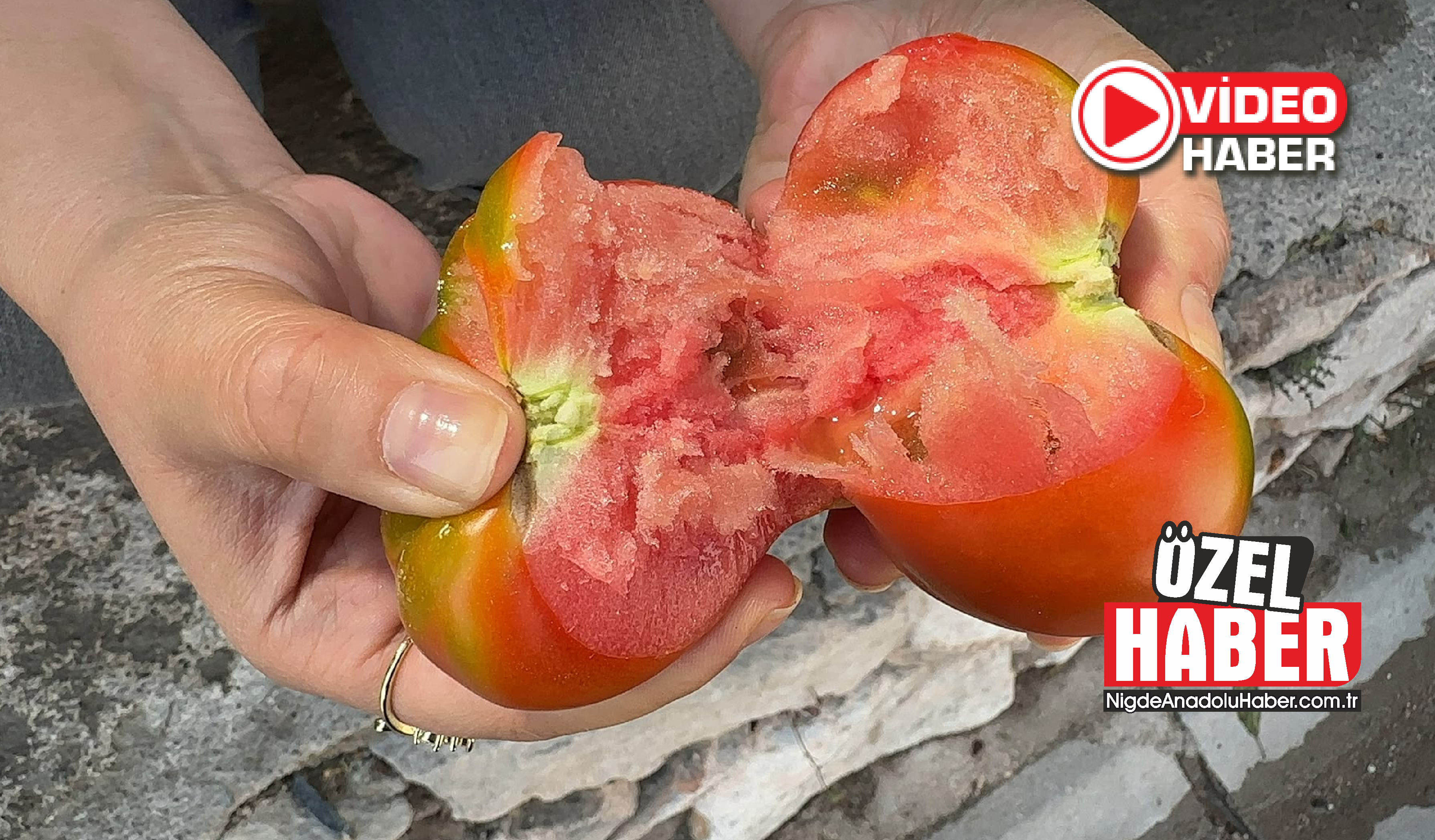 Niğde'nin meşhur Sazlıca Domatesinde hasat başladı!