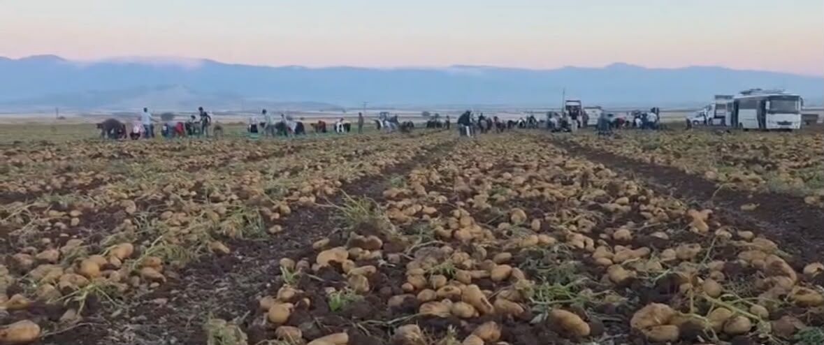 Yerli ve Milli Patates Çeşidi "Nahita" Rekor Verimle Hasat Edildi