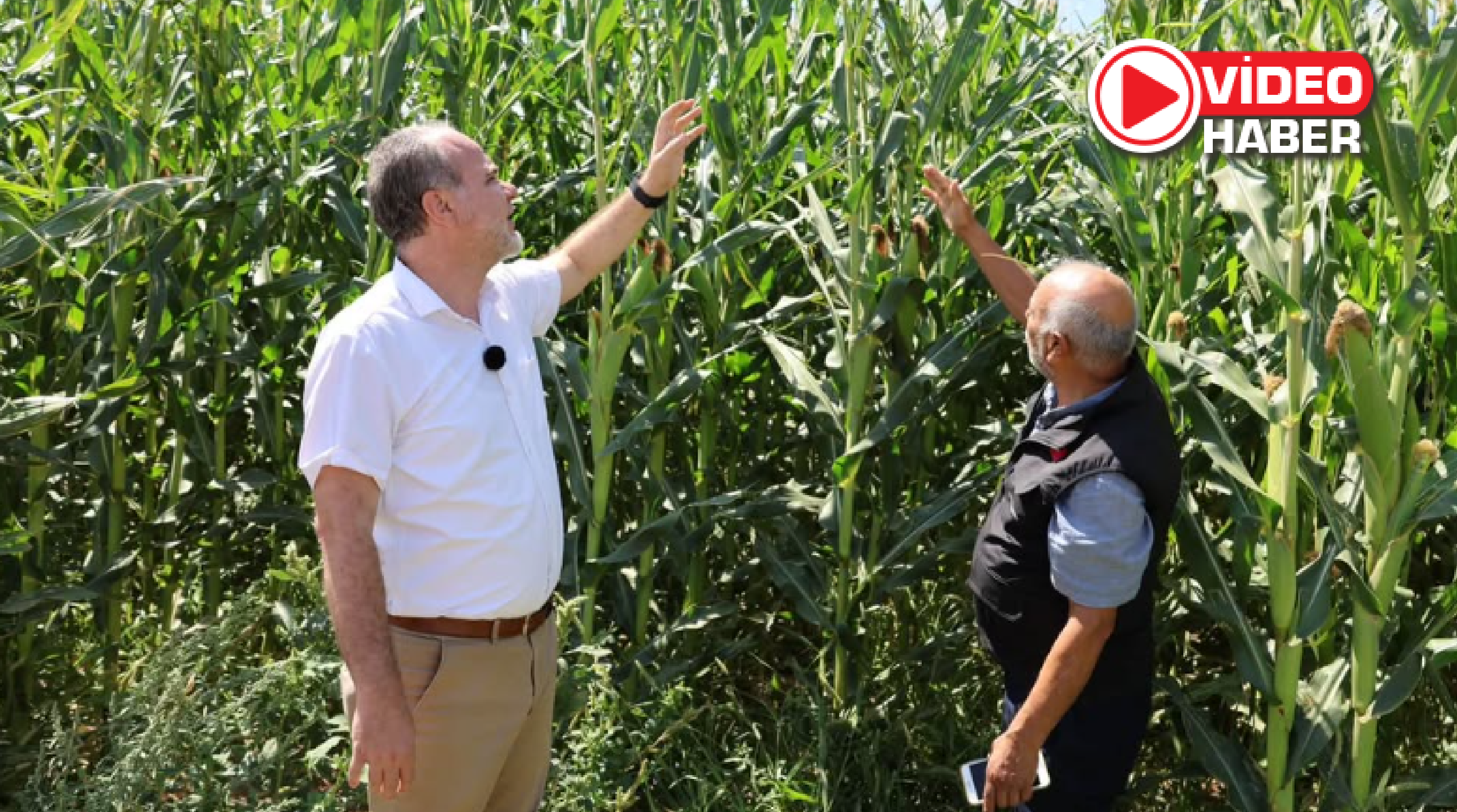 NÖHÜ’de silajlık mısırda verim iki katına çıkarıldı