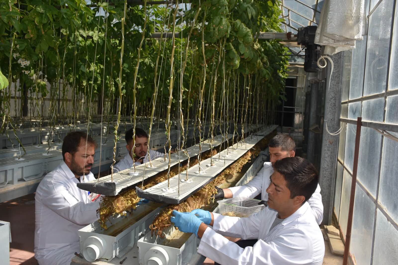 Patates Araştırma Enstitüsü'nden topraksız üretimde büyük başarı