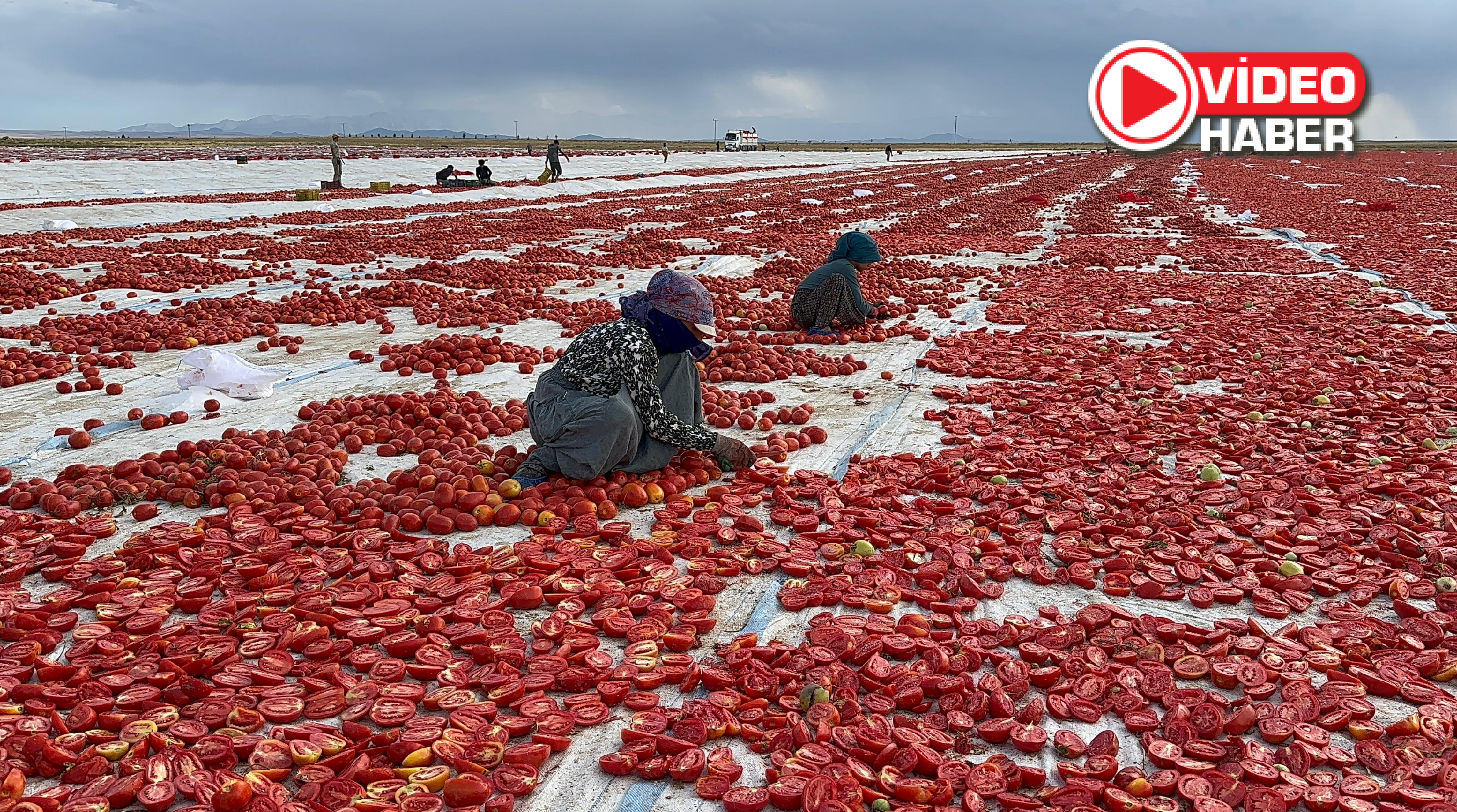 Niğde’de üretiliyor, dünyaya gönderiliyor