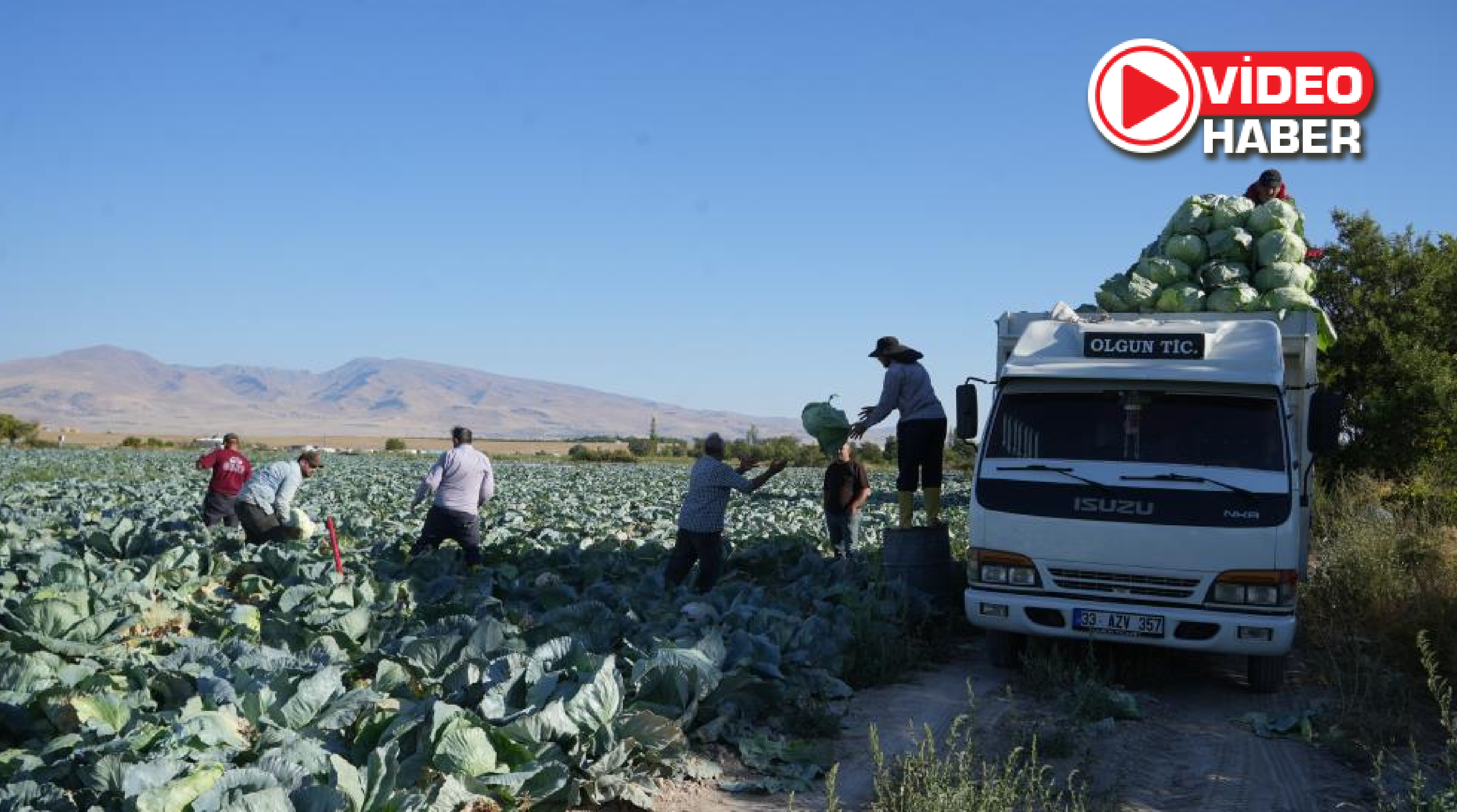 Niğde’de beyaz lahana hasadı başladı