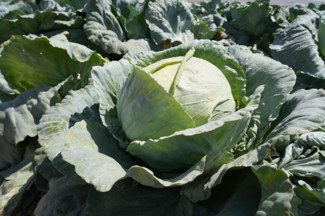 39611AW584467_03.jpg