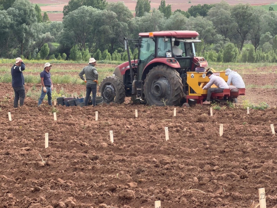 Patates Islah Çalışmalarında Önemli Adım: Kayseri'de Deneme Dikimleri Tamamlandı