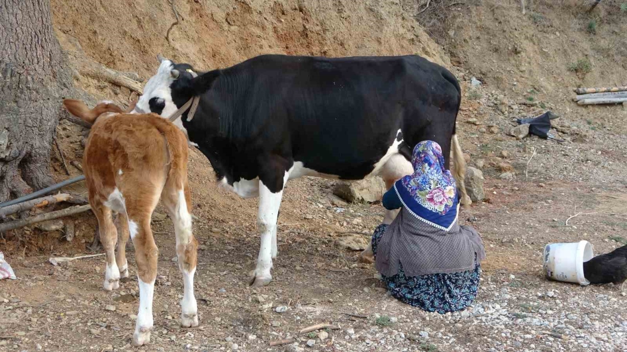 Türkiye çiğ süt üretiminde dünyada ilk 9 arasında yer alıyor